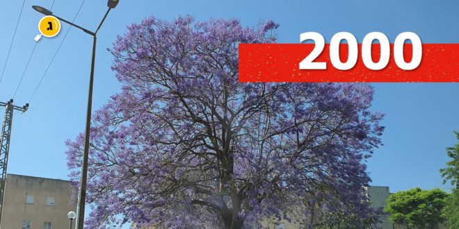 2000 חולי קורונה בגדרה