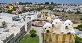 יום אימוץ כלבים רמון