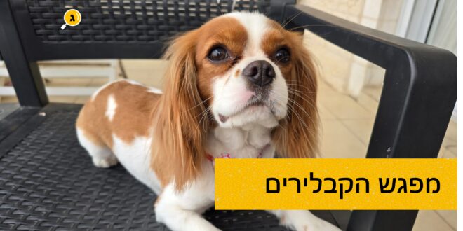מפגש הקבלירים