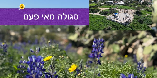 תל קטרה
