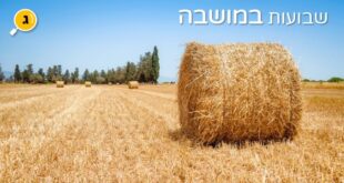שבועות במושבה