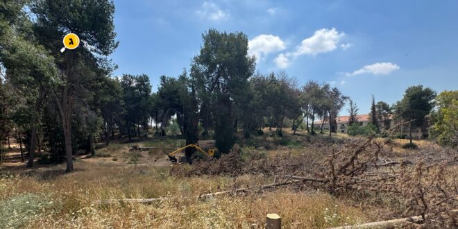 מטפלים בחורשה