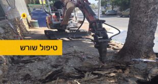 טיפול שורש