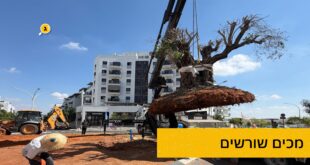 מכים שורשים