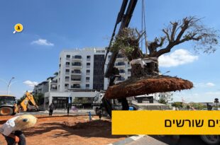 מכים שורשים